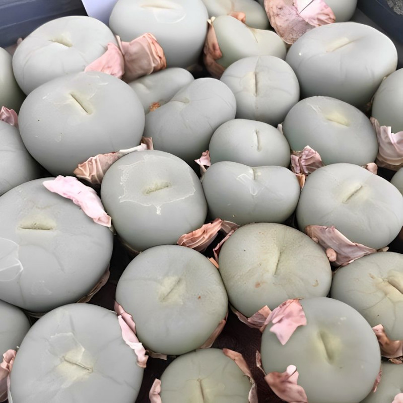 Conophytum pageae var. albiflorum, Aizoaceae, Mesembryantemaceae , mésembs, Ficoïdaceae, xérophytes, graines succulentes, cactus