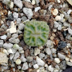 Conophytum angelicae, Aizoaceae, Mesembryanthemum, plante grasse, succulente, cactus