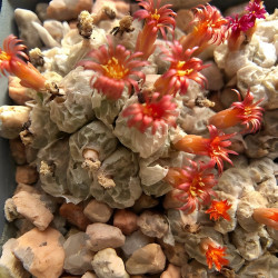 Conophytum angelicae, Aizoaceae, Mesembryanthemum, plante grasse, succulente, cactus
