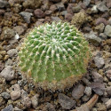 graines Acanthocalycium spiniflorum Echinopsis spiniflora, spiniflorus, Cactaceae, cactus