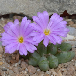 Conophytum antonii, Aizoaceae, Mesembryantemaceae, Ficoïdaceae, Mésembs, graines, succulentes, cactus