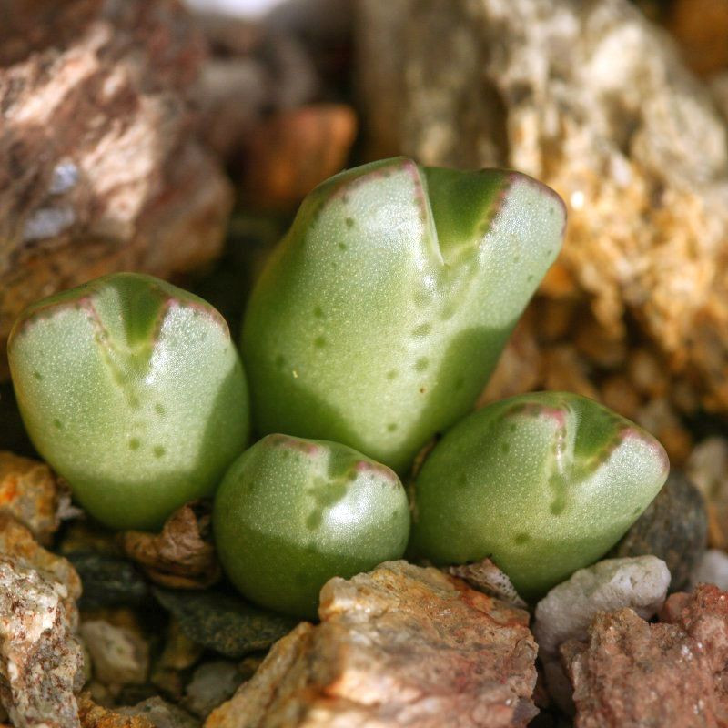 Conophytum antonii, Aizoaceae, Mesembryantemaceae, Ficoïdaceae, Mésembs, graines, succulentes, cactus