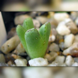 Conophytum antonii, Aizoaceae, Mesembryantemaceae, Ficoïdaceae, Mésembs, graines, succulentes, cactus