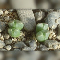 Conophytum antonii, Aizoaceae, Mesembryantemaceae, Ficoïdaceae, Mésembs, graines, succulentes, cactus