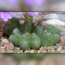 Conophytum antonii, Aizoaceae, Mesembryantemaceae, Ficoïdaceae, Mésembs, graines, succulentes, cactus