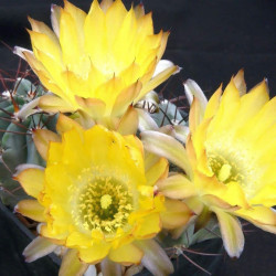 Acanthocalycium thionanthum, Echinopsis thionantha, Lobivia thionantha, seeds, graines, cactus, succulente, fleurs