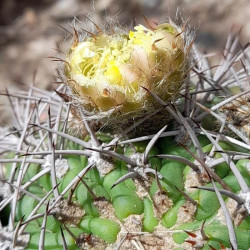 Acanthocalycium thionanthum, Echinopsis thionantha, Lobivia thionantha, seeds, graines, cactus, succulente, fleurs