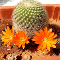 Acanthocalycium thionanthum, Echinopsis thionantha, Lobivia thionantha, seeds, graines, cactus, succulente, fleurs