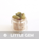 Babyplante Little Gem mini plante cactus