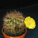 Acanthocalycium thionanthum, Echinopsis thionantha, Lobivia thionantha, seeds, graines, cactus, succulente, fleurs