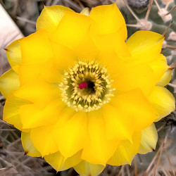 Acanthocalycium thionanthum, Echinopsis thionantha, Lobivia thionantha, seeds, graines, cactus, succulente, fleurs