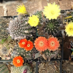 Acanthocalycium thionanthum, Echinopsis thionantha, Lobivia thionantha, seeds, graines, cactus, succulente, fleurs