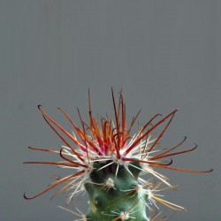 Sclerocactus parviflorus, Echinocactus parviflorus, Ferocactus parviflorus, Pediocactus parviflorus, graines, seeds