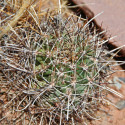 Sclerocactus parviflorus, Echinocactus parviflorus, Ferocactus parviflorus, Pediocactus parviflorus, graines, seeds