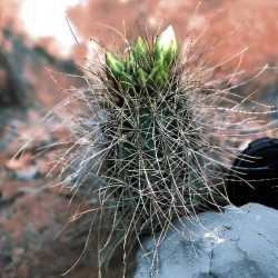 Sclerocactus parviflorus, Echinocactus parviflorus, Ferocactus parviflorus, Pediocactus parviflorus, graines, seeds