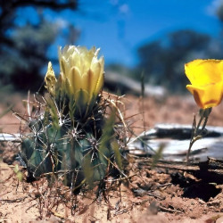 Sclerocactus parviflorus, Echinocactus parviflorus, Ferocactus parviflorus, Pediocactus parviflorus, graines, seeds