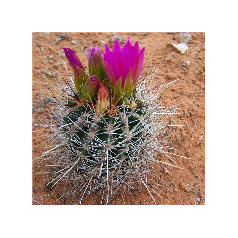 Sclerocactus parviflorus, Echinocactus parviflorus, Ferocactus parviflorus, Pediocactus parviflorus, graines, seeds