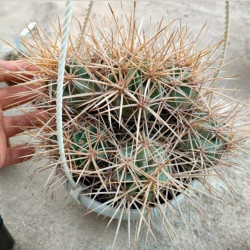 Sclerocactus parviflorus, Echinocactus parviflorus, Ferocactus parviflorus, Pediocactus parviflorus, graines, seeds
