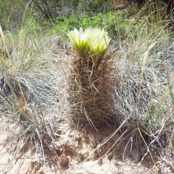 Sclerocactus parviflorus, Echinocactus parviflorus, Ferocactus parviflorus, Pediocactus parviflorus, graines, seeds