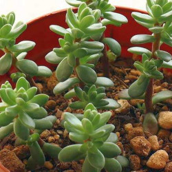 Cactus Sedum australe Rose ou Orpin