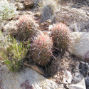 Sclerocactus parviflorus, Echinocactus parviflorus, Ferocactus parviflorus, Pediocactus parviflorus, graines, seeds