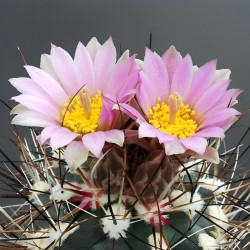 Sclerocactus, Ferocactus, Pediocactus, Echinocactus glaucus, graines seeds, cactus sans crochet du Colorado