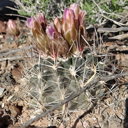 Sclerocactus, Ferocactus, Pediocactus, Echinocactus glaucus, graines seeds, cactus sans crochet du Colorado
