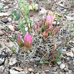 Sclerocactus, Ferocactus, Pediocactus, Echinocactus glaucus, graines seeds, cactus sans crochet du Colorado