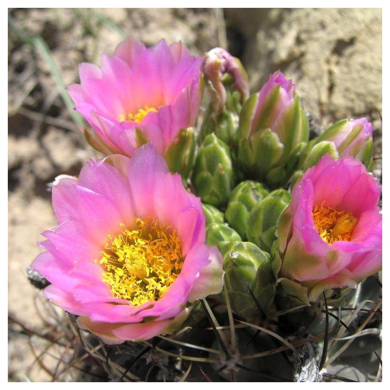 Sclerocactus, Ferocactus, Pediocactus, Echinocactus glaucus, graines seeds, cactus sans crochet du Colorado