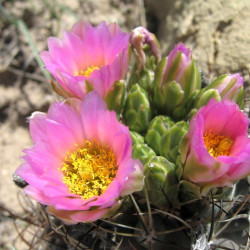 Sclerocactus, Ferocactus, Pediocactus, Echinocactus glaucus, graines seeds, cactus sans crochet du Colorado