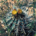 Sclerocactus whipplei, Echinocactus, Ferocactus, Pediocactus, graines seeds, Whipple's Devil's claw Cactus, Cactaceae