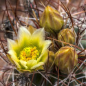 Sclerocactus whipplei, Echinocactus, Ferocactus, Pediocactus, graines seeds, Whipple's Devil's claw Cactus, Cactaceae