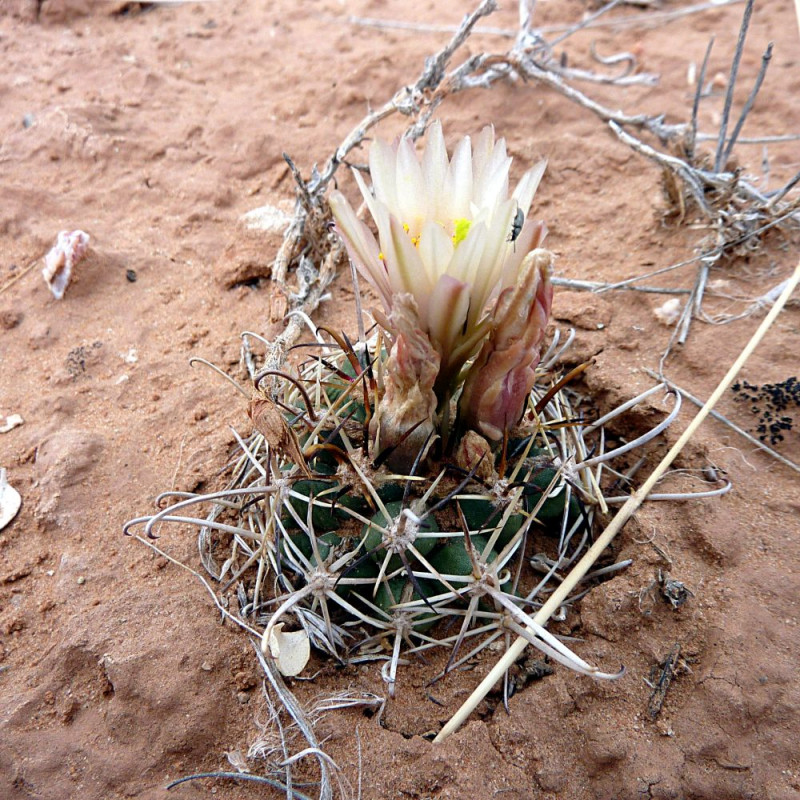 Sclerocactus wrightiae (Ferocactus ou Pediocactus wrightiae), graines, seeds, cactus hameçon de Wright, cactaceae, désert, aride
