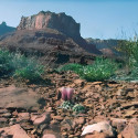 Sclerocactus wrightiae (Ferocactus ou Pediocactus wrightiae), graines, seeds, cactus hameçon de Wright, cactaceae, désert, aride