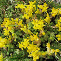 Cactus Sedum ou Orpin floraison