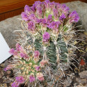 Sclerocactus wrightiae (Ferocactus ou Pediocactus wrightiae), graines, seeds, cactus hameçon de Wright, cactaceae, désert, aride