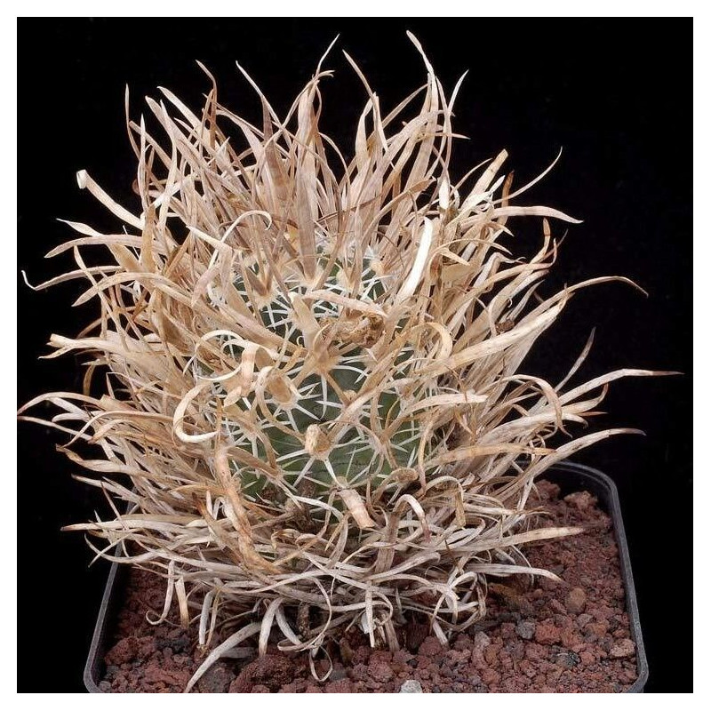 Toumeya papyracantha (Sclerocactus papyracanthus), graines seeds, Cactaceae, Paper-spined Cactus, Grama Grass Cactus