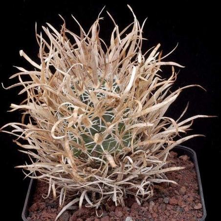 Toumeya papyracantha (Sclerocactus papyracanthus), graines seeds, Cactaceae, Paper-spined Cactus, Grama Grass Cactus