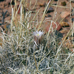 Toumeya papyracantha (Sclerocactus papyracanthus), graines seeds, Cactaceae, Paper-spined Cactus, Grama Grass Cactus