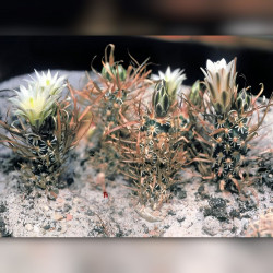 Toumeya papyracantha (Sclerocactus papyracanthus), graines seeds, Cactaceae, Paper-spined Cactus, Grama Grass Cactus