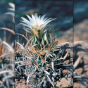 Toumeya papyracantha (Sclerocactus papyracanthus), graines seeds, Cactaceae, Paper-spined Cactus, Grama Grass Cactus