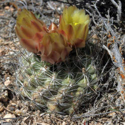 Sclerocactus pubispinus (syn. Ferocactus pubispinus), Cactaceae, graines, seeds, Great Basin fishhook cactus