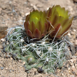 Sclerocactus pubispinus (syn. Ferocactus pubispinus), Cactaceae, graines, seeds, Great Basin fishhook cactus