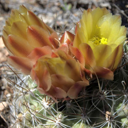Sclerocactus pubispinus (syn. Ferocactus pubispinus), Cactaceae, graines, seeds, Great Basin fishhook cactus