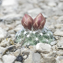 Sclerocactus pubispinus (syn. Ferocactus pubispinus), Cactaceae, graines, seeds, Great Basin fishhook cactus