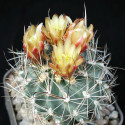 Sclerocactus pubispinus (syn. Ferocactus pubispinus), Cactaceae, graines, seeds, Great Basin fishhook cactus