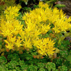 Cactus plante succulente Sedum ou Orpin floraison