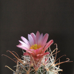 Sclerocactus nyensis, Nye fishhook cactus, Cactaceae, graines, seeds