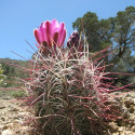 Sclerocactus nyensis, Nye fishhook cactus, Cactaceae, graines, seeds