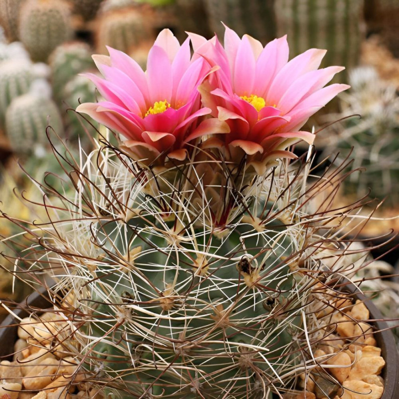 Mojave Fishhook Cactus, Sclerocactus polyancistrus